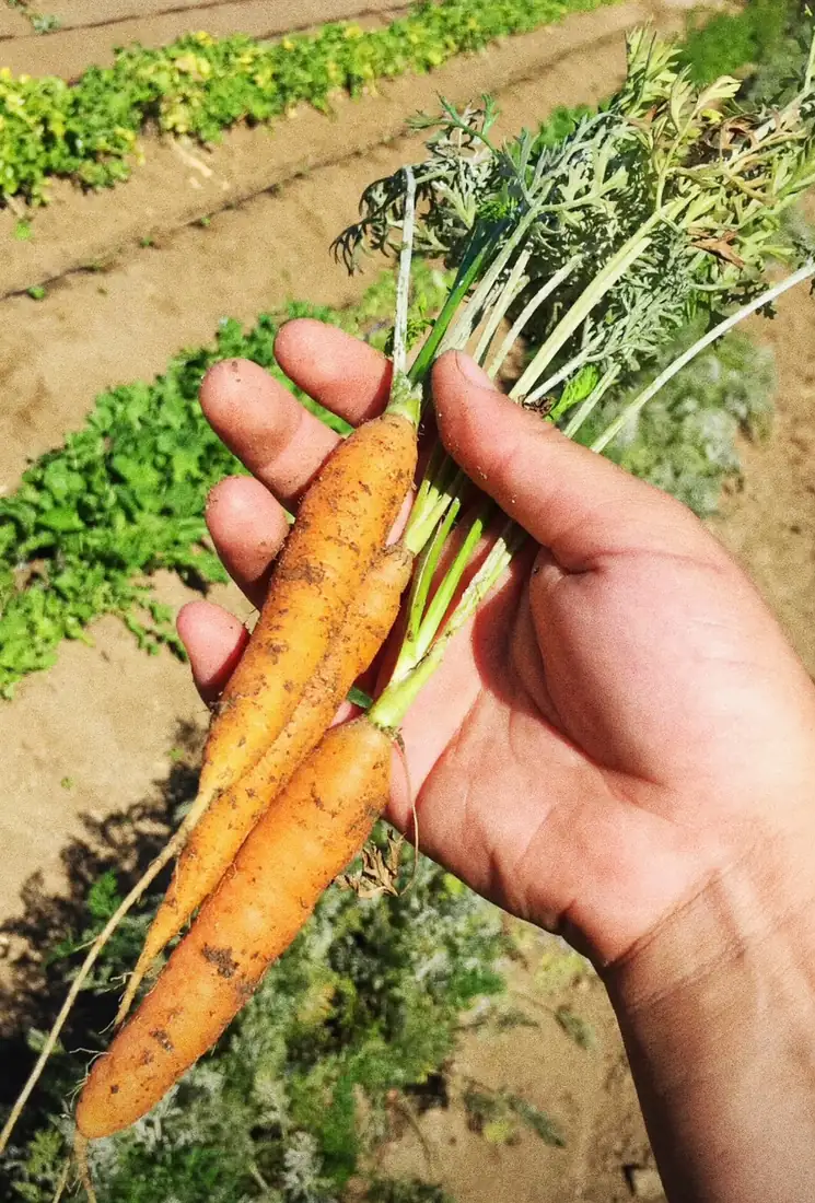 La Cocinera Choyera — My Journal